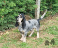 Basset Bleu de Gascogne NEWTON DU PAYS DE ROUGET