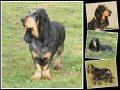 Basset Bleu de Gascogne PRUDENCE DES VALLÉES LONGERONNAISES